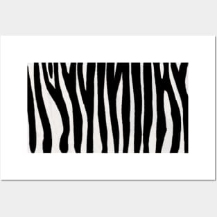 Zebra Posters and Art